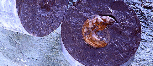 NAGRA Ammonit Leioceras opalinum