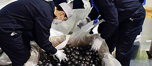 Kuigelhaufenreaktor Kuigelhaufenreaktor