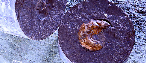 NAGRA Ammonit Leioceras opalinum